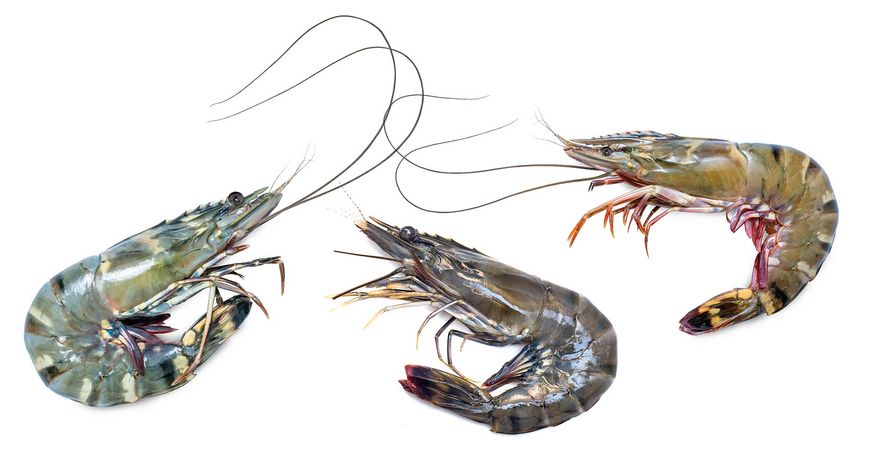 Des crevettes fraîches dans l’assiette