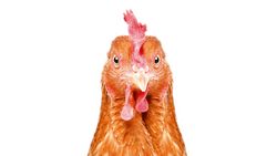 Poulets bio nourris au soja chinois