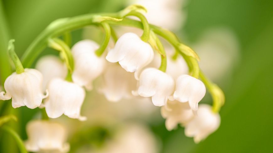 1er mai: la fête pour tout le monde?