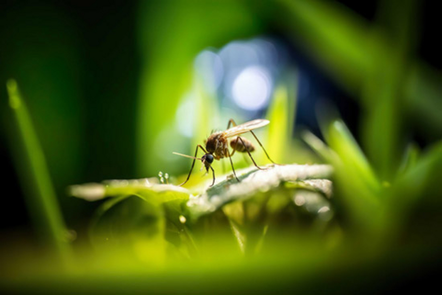Deux anti-moucherons bio efficaces