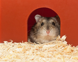 Une bonne litière pour un hamster heureux