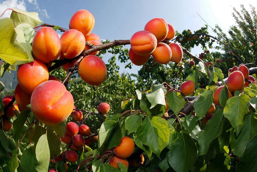 PFAS dans les fruits et légumes