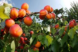 PFAS dans les fruits et légumes