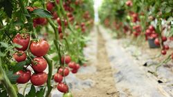 Pesticides et antioxydants à dose homéopathique