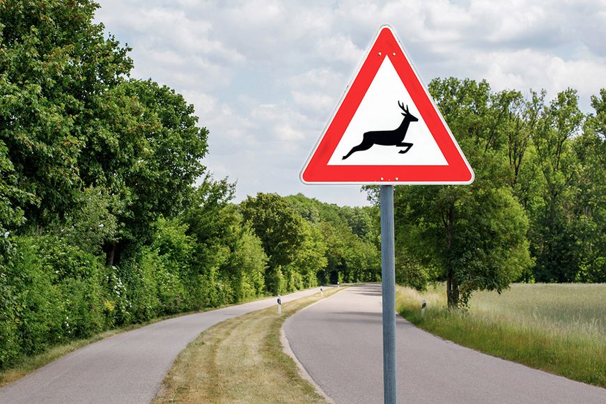 Une dépouille d’animal sur sa pelouse