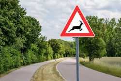 Une dépouille d’animal sur sa pelouse