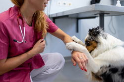Les tarifs des vétérinaires vont du simple au triple