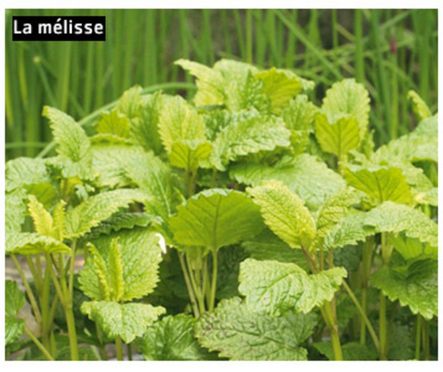 Chéri, va chercher de l’aspirine au jardin!