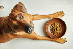 Bien nourrir son chien sans se ruiner