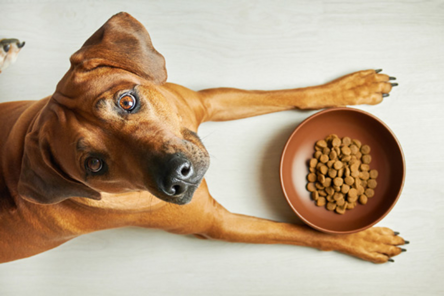 Bien nourrir son chien sans se ruiner