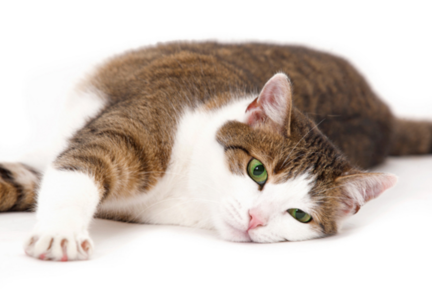 Avant de pucer son chat, demander le prix!