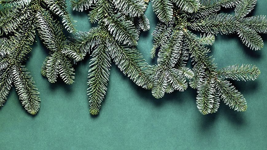 Mon beau sapin, roi écolo 