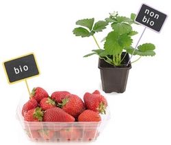 Fruits et légumes bio pas toujours bio