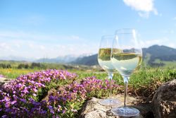 Au pays du chasselas, le vaudois est roi