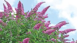 Sus aux plantes envahissantes