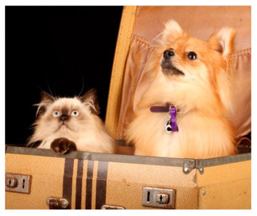 En voyage avec Milou