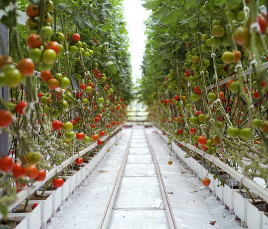 Opacité sur les légumes cultivés hors-sol