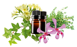 Soulager la toux grâce aux plantes