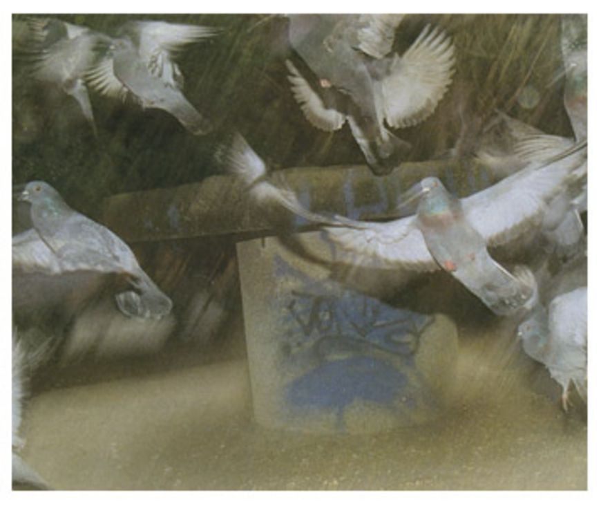 Nourrir les pigeons peut les tuer