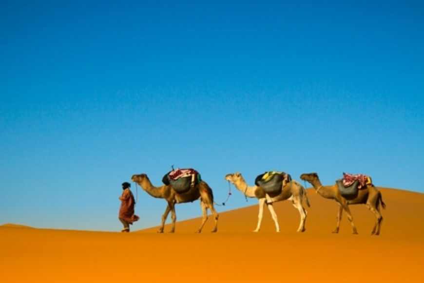 Randonnées à chameau: prudence en vacances!