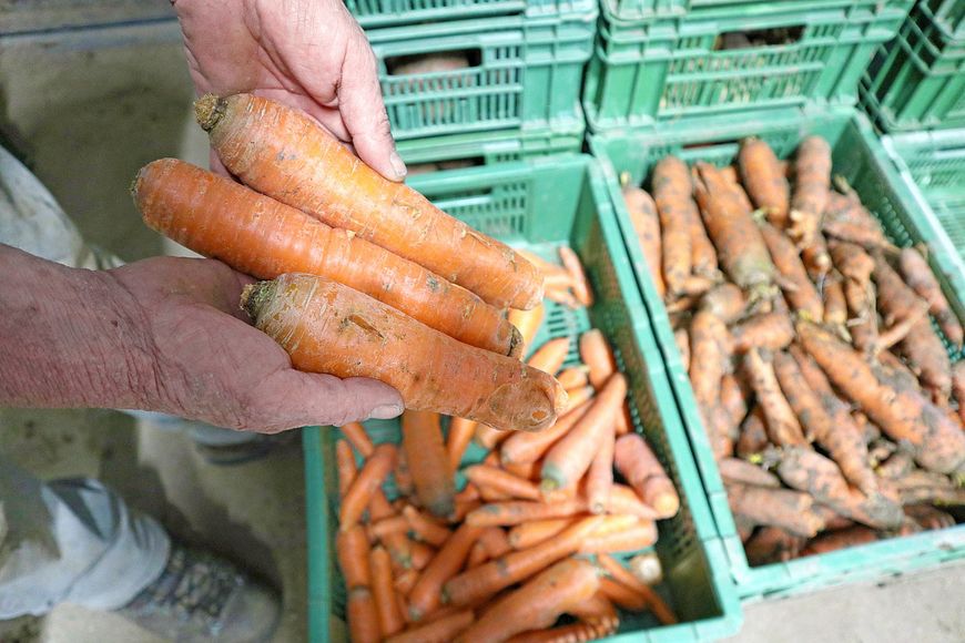 Le gaspillage inouï des légumes «moches»