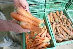 Le gaspillage inouï des légumes «moches»