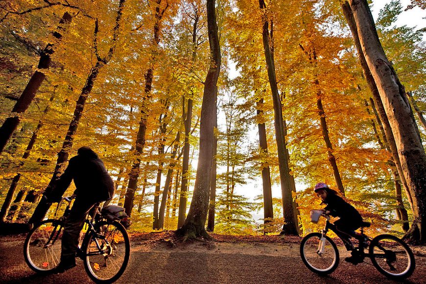 La forêt lausannoise de Sauvabelin est la plus polluée