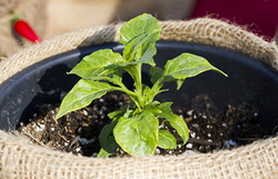 Protéger ses plantes en pot