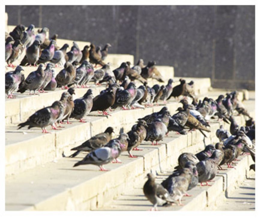 Chasser les pigeons sans fusil