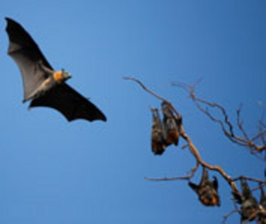 Des chauves-souris sous mon toit