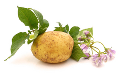 Les patates bio étrangères exemptes de pesticides