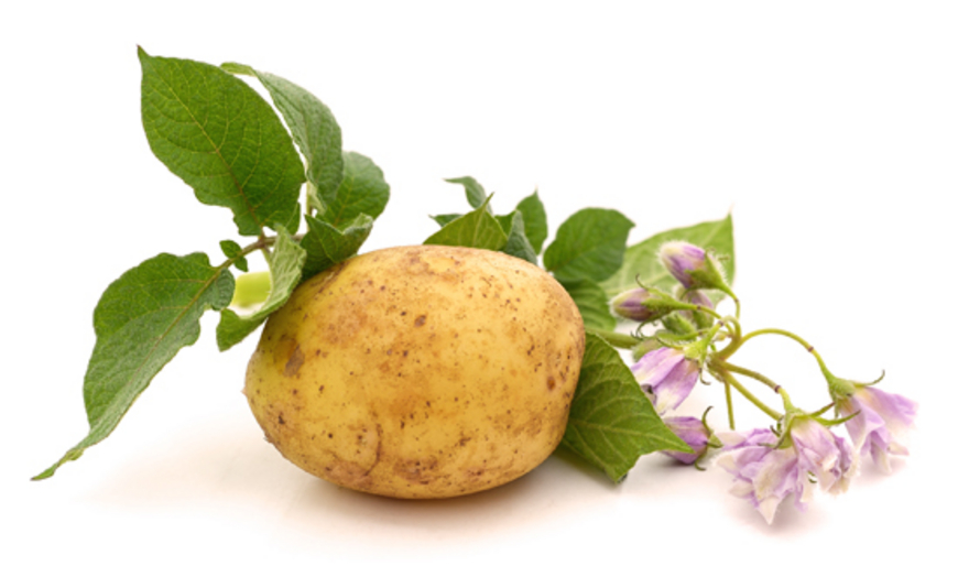 Les patates bio étrangères exemptes de pesticides