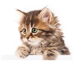 Chat aventurier