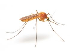 Zika, c’est pas pour toi