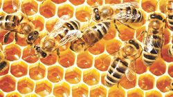 L’homme et les abeilles: une fragile lune de miel