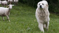 Chiens de troupeaux: plus de peur que de mal