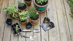 Les joies  du potager sur le balcon